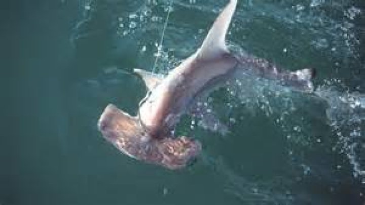 Are hammerhead sharks protected?