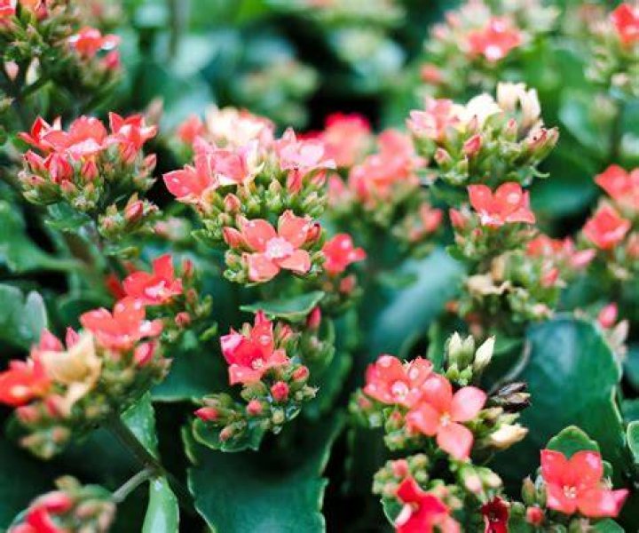 How often do kalanchoes bloom?