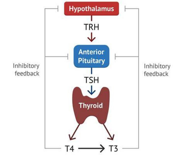 How thyroxine affects metabolism?