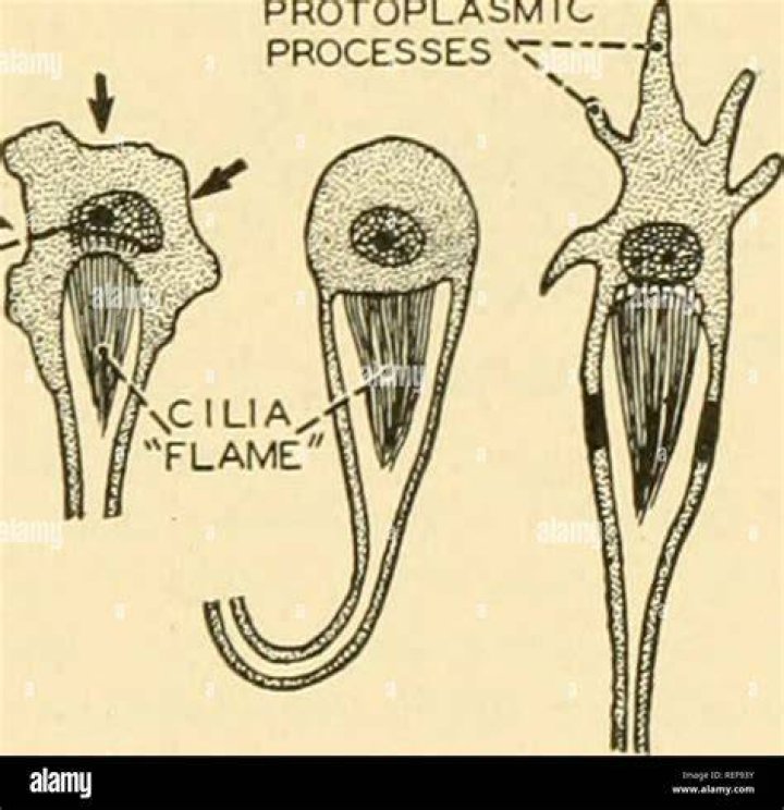 In flatworms flame cells help in?