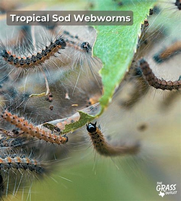 Is a sod webworm an insect?