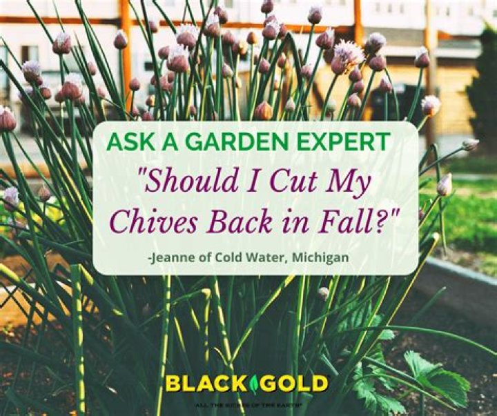 Should chives be cut down?