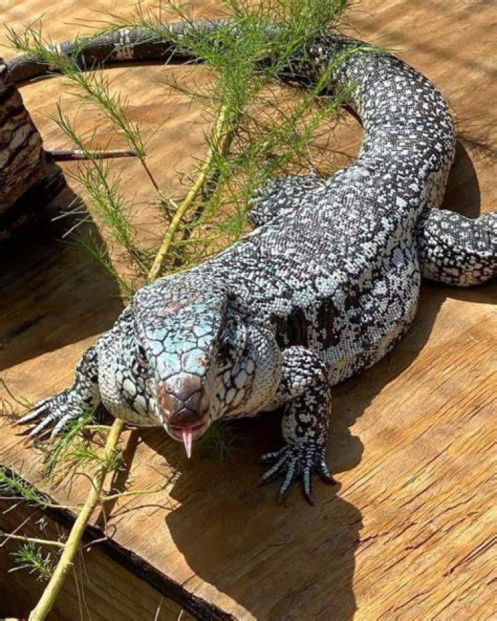 Were do tegus live?
