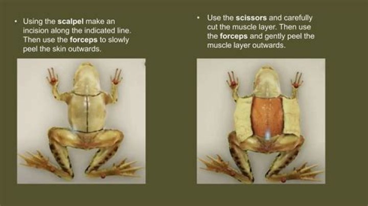 Where do dissection frogs come from?