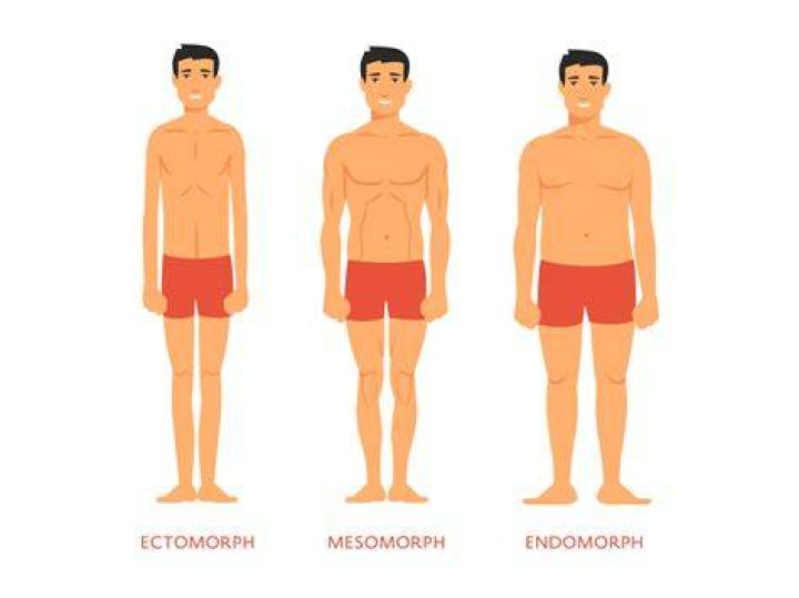 Where do ectomorphs store fat?