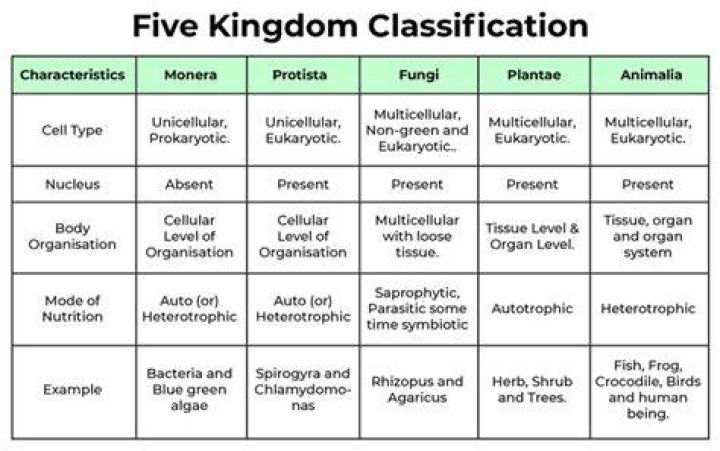 Which kingdom is mildew from?