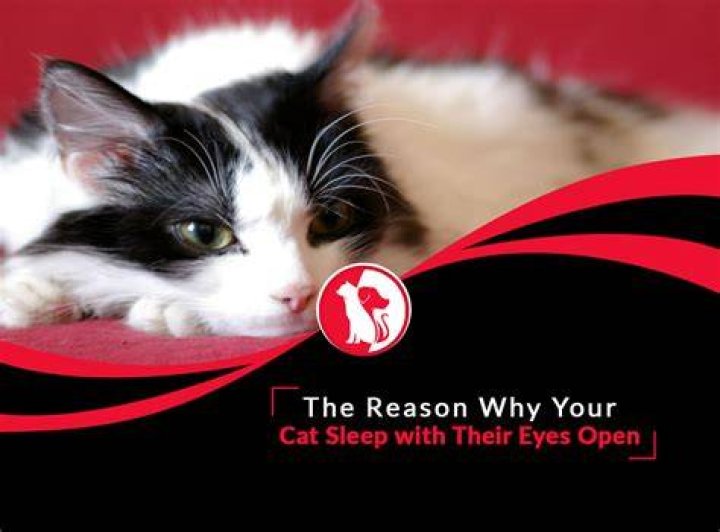 Why is expressive eyes?